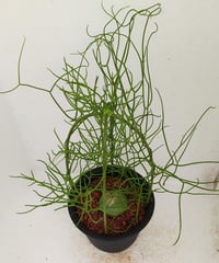 蒼角殿 M　bowiea volubilis