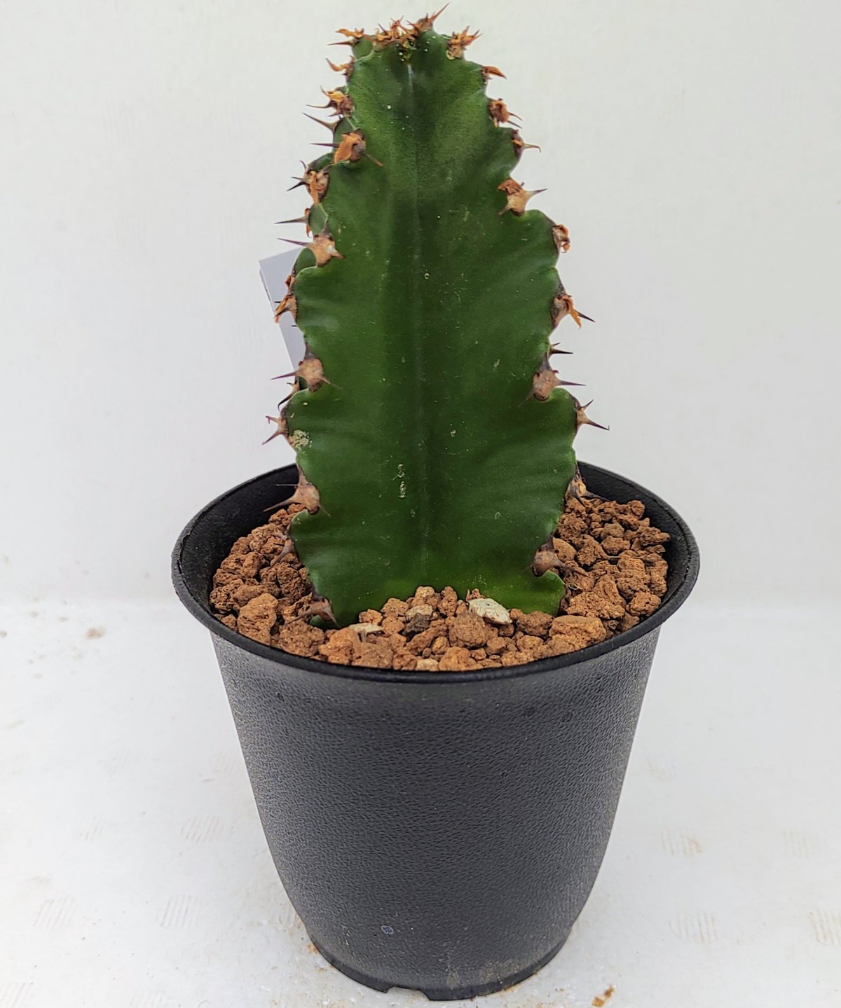 五彩閣 ユーフォルビア | toA Succulent