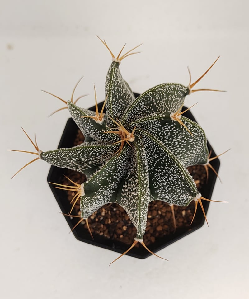 般若 アストロフィツム | toA Succulent