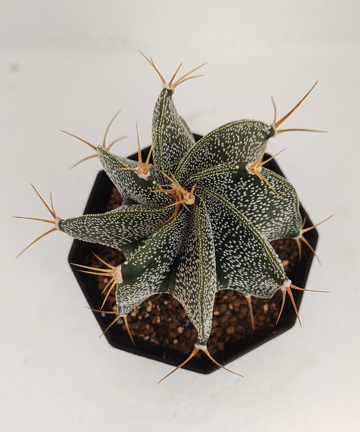 般若 アストロフィツム | toA Succulent