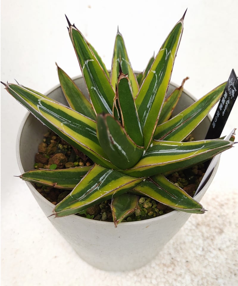 笹の雪黄覆輪 アガベ | toA Succulent