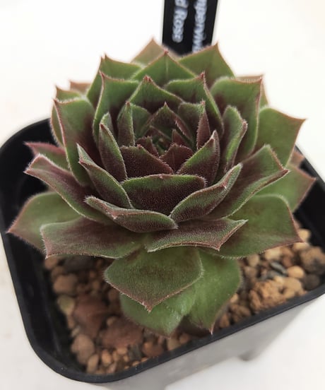 CATEGORY センペルビウム | toA Succulent