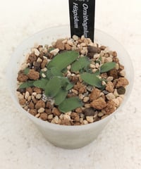 ヒスピダム　オーニソガラム