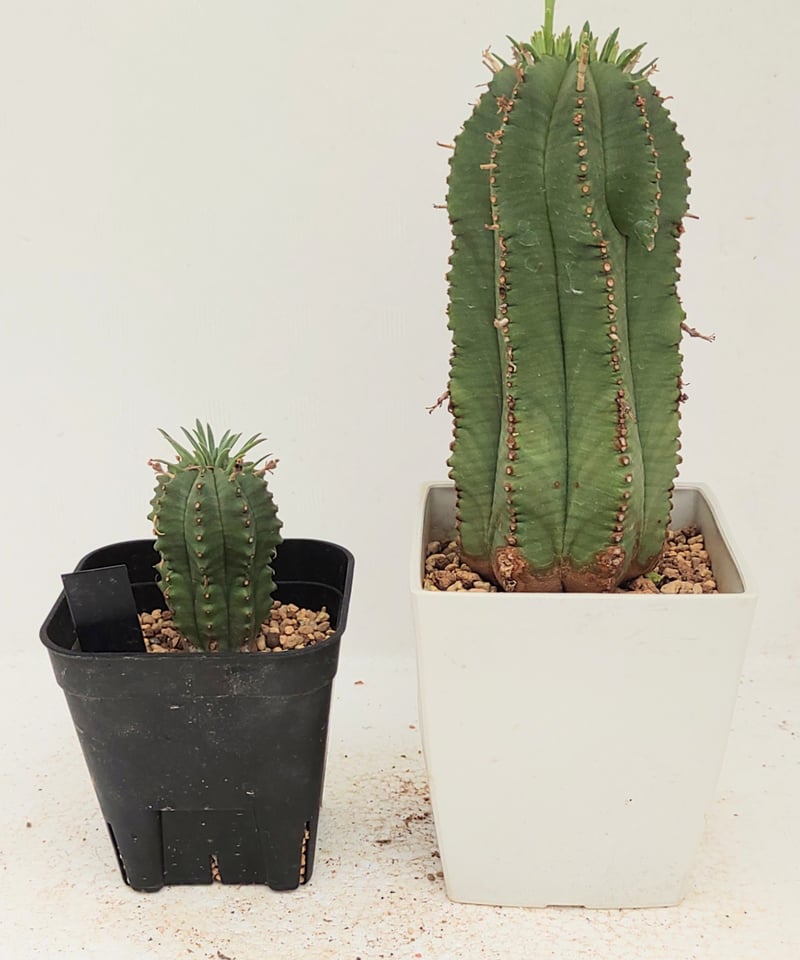 多肉植物^o^  カメレオンヘルメット カメレオンヘルメット ユーフォルビア | toA Succulent