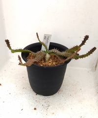 飛竜　ユーフォルビア
