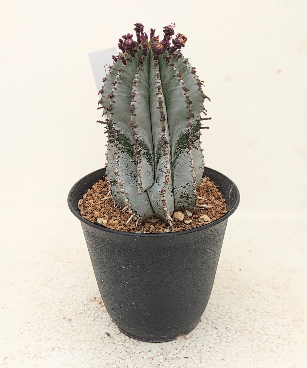 白衣ポリゴナ ユーフォルビア | toA Succulent