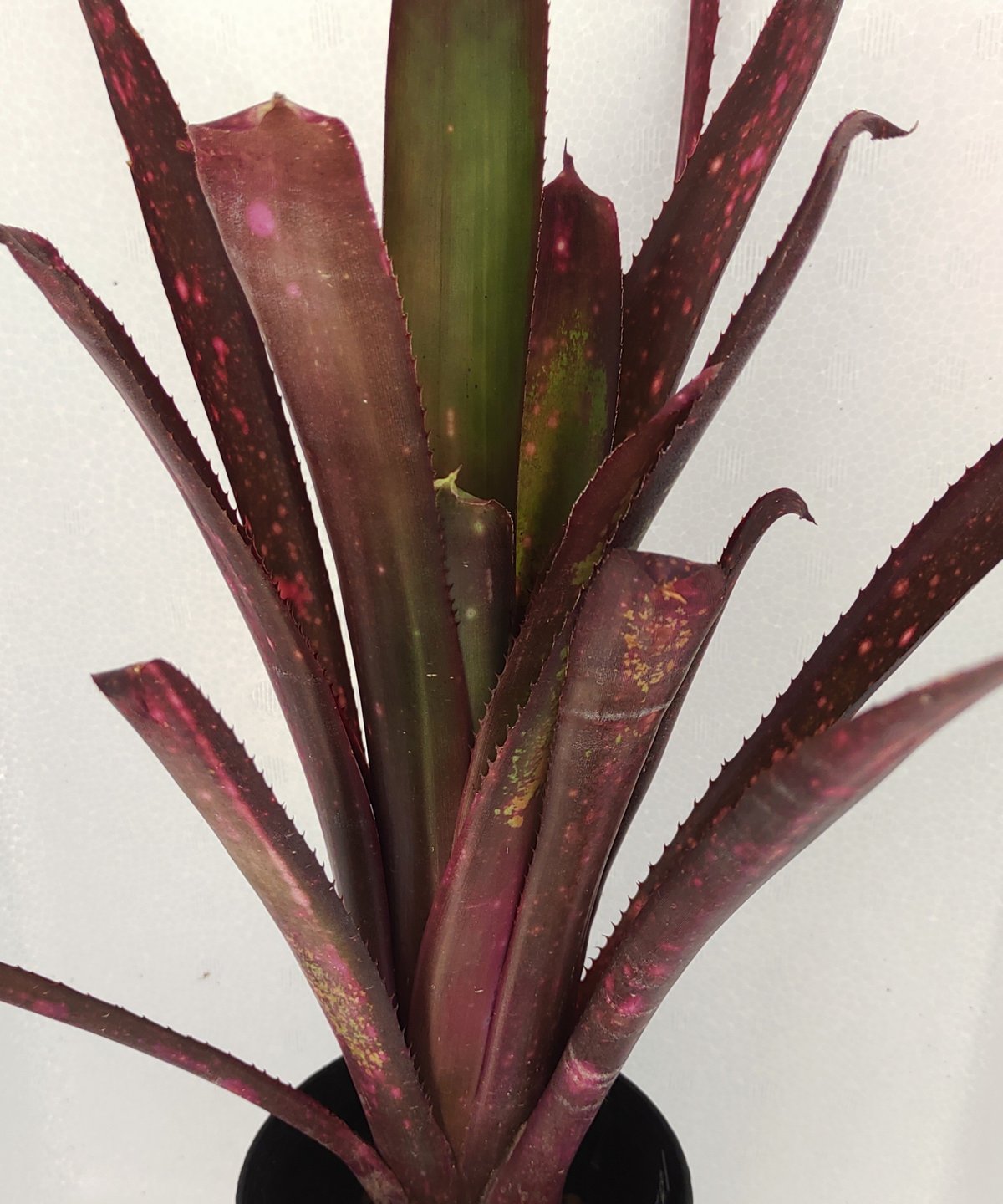 Billbergia 'Teng Ee'〔ビルベルギア〕現品発送B0271 Billbergia 'Teng Ee'〔ビルベルギア〕現品発送B0271 Billbergia