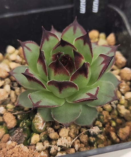CATEGORY センペルビウム | toA Succulent