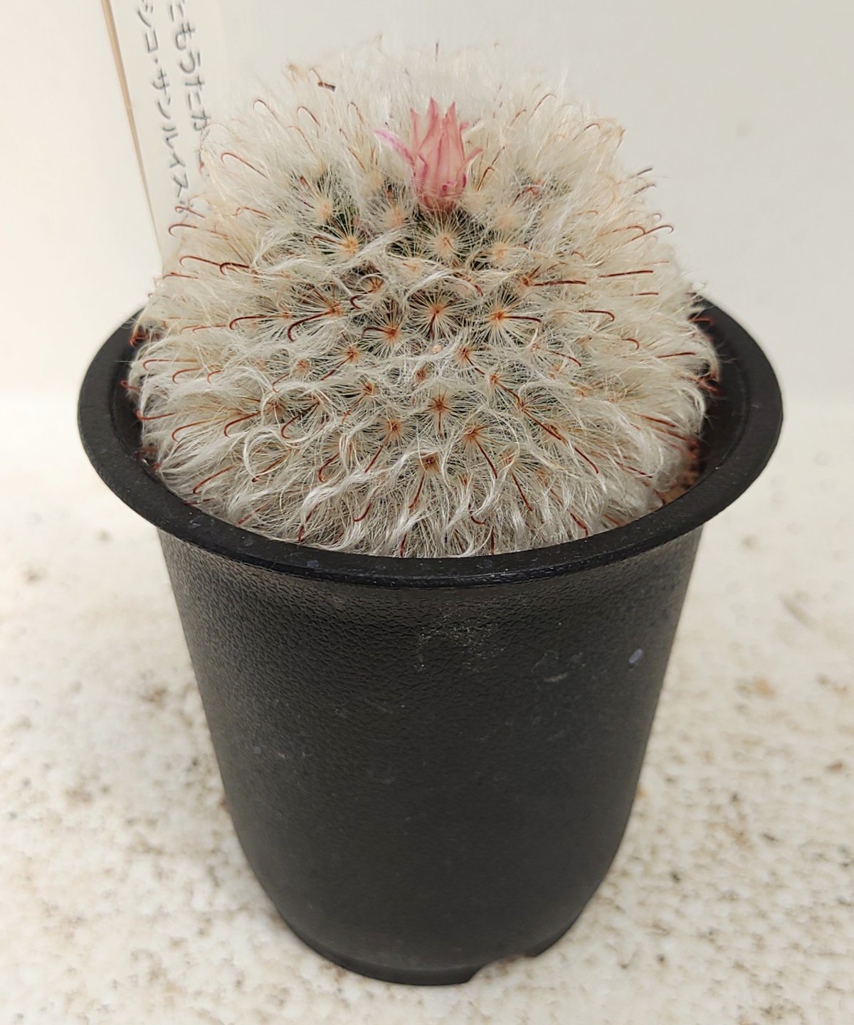 多毛高砂 サボテン | toA Succulent