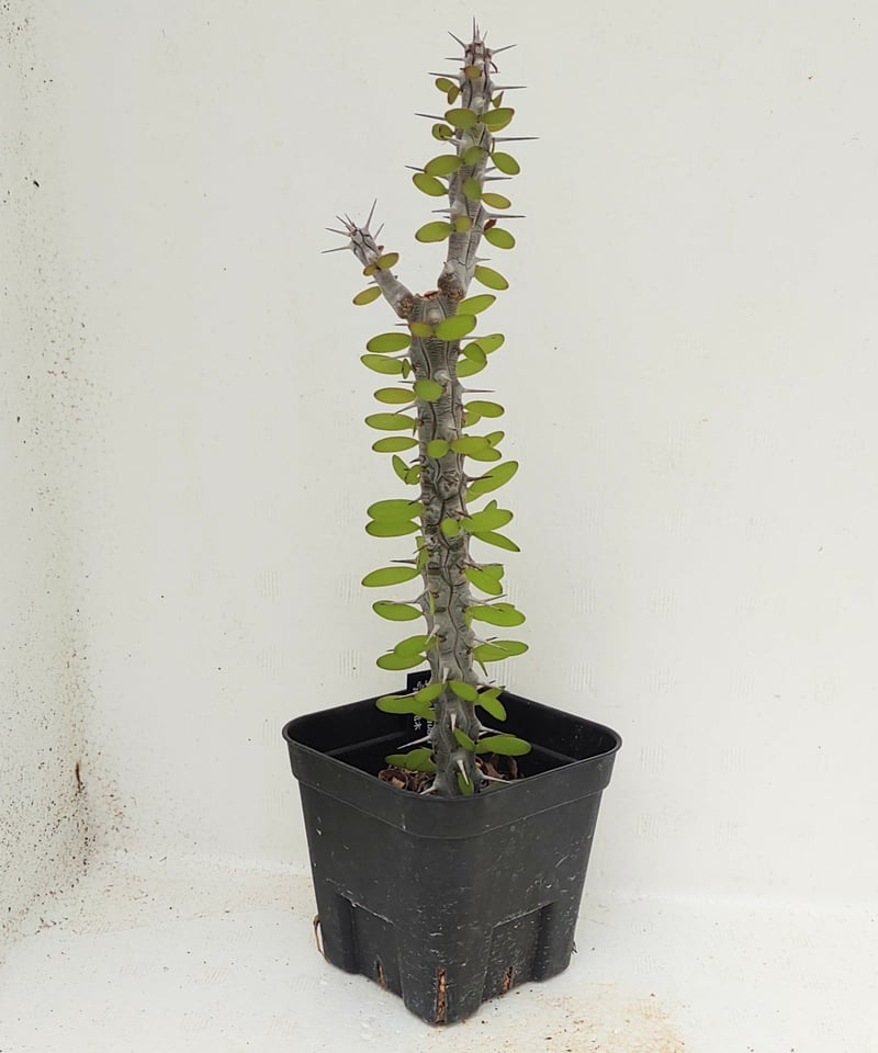 亜竜木 アローディア プロセラ | toA Succulent