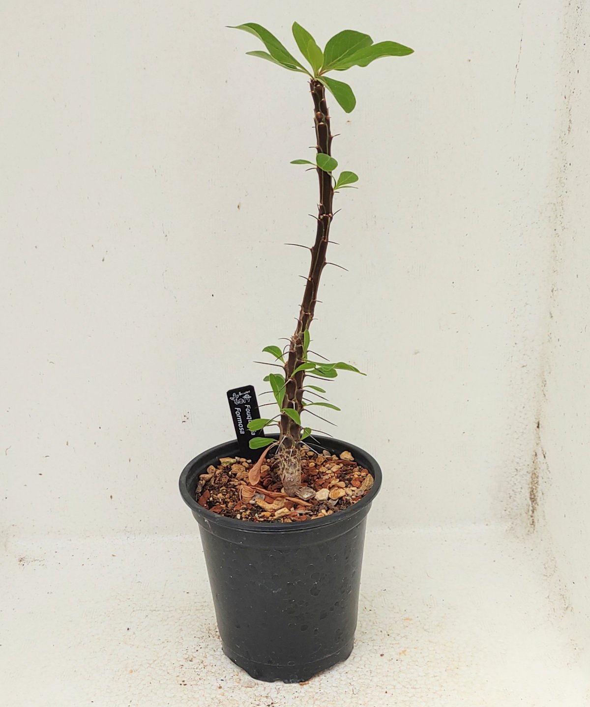 フォルモサ フォークイエリア | toA Succulent
