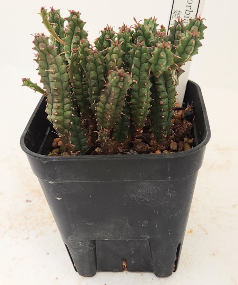 姫キリン ユーフォルビア | toA Succulent