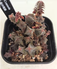 モンキーツリー セネシオ | toA Succulent
