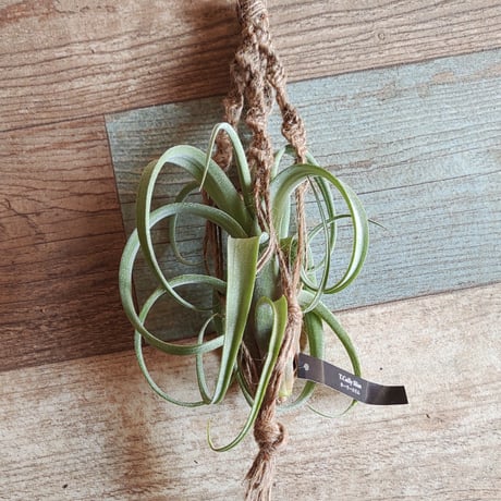 チランジア カーリースリム エアープランツ フック台座付き