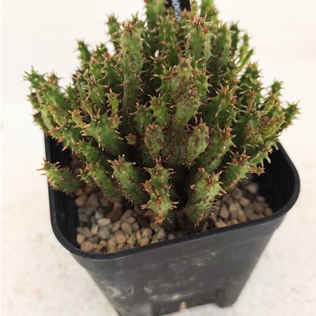 激レア☆ 矢毒麒麟綴化　矢毒キリン　ヤドクキリン　幅15.8cm オベサ　ホリダ 激レア☆ 矢毒麒麟綴化 矢毒キリン ヤドクキリン 幅15.8cm オベサ