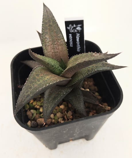 CATEGORY ハオルチア | toA Succulent