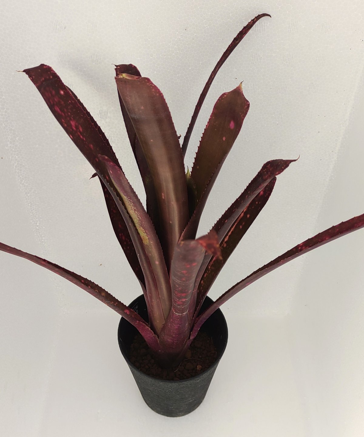 テンエー ビルベルギア | toA Succulent