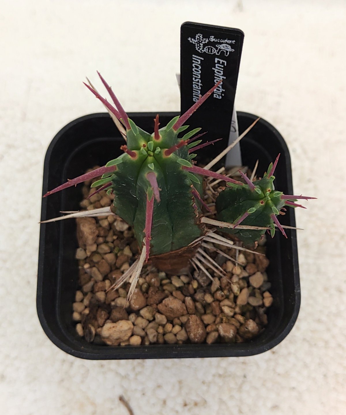インコンスタンチア ユーフォルビア | toA Succulent
