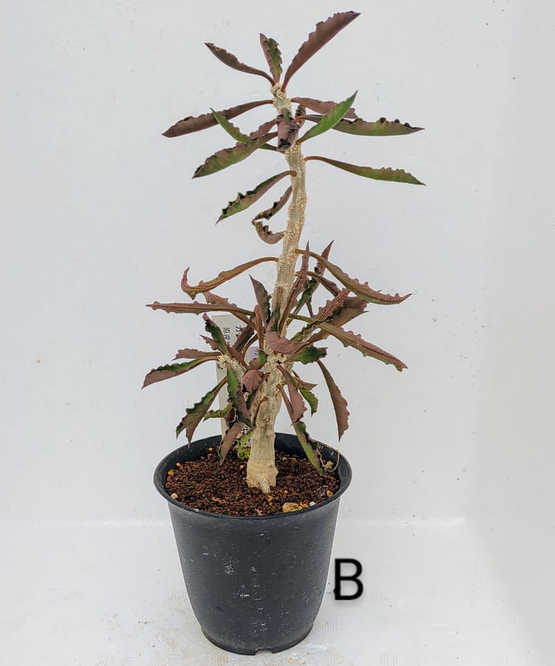 カプサインテマリエンシス ユーフォルビア | toA Succulent
