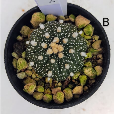 アストロフィツム 兜丸 (スーパー兜、ミラクル兜交配　６株まとめ売り アストロフィツム 兜丸 (スーパー兜、ミラクル兜交配 6株まとめ