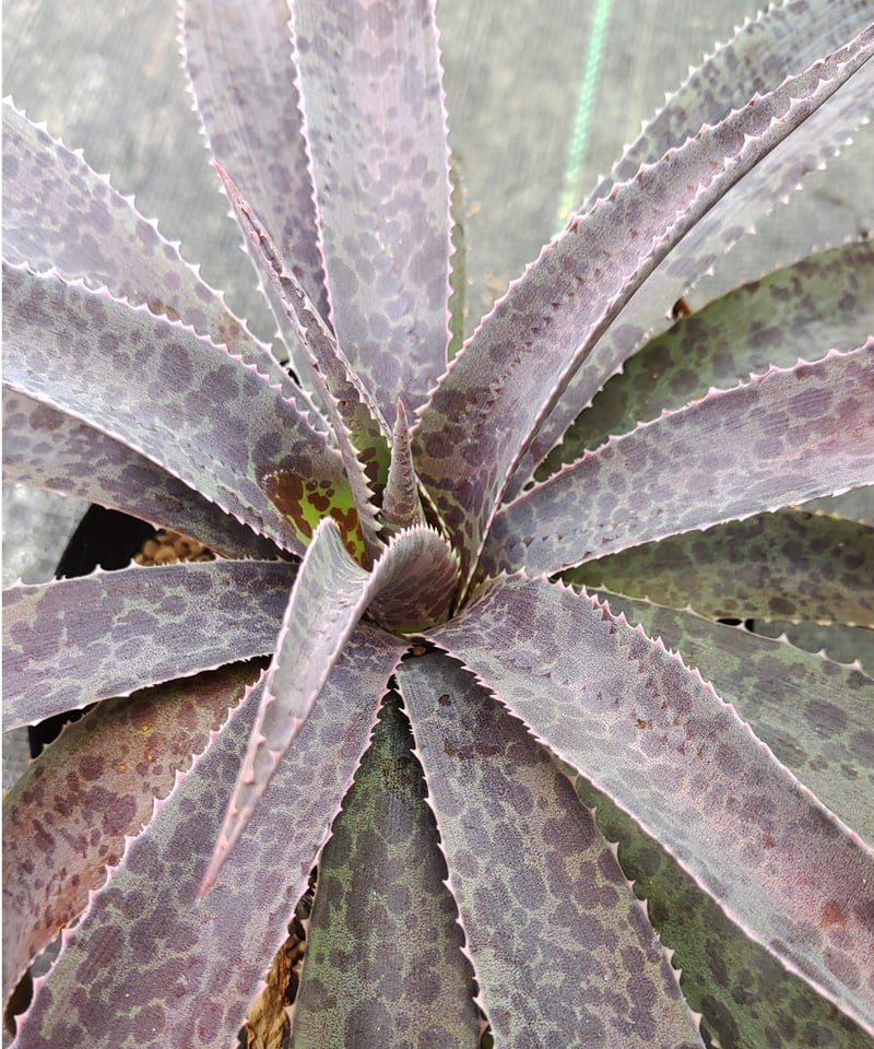 フレックルアンドスペックル L マンガベ | toA Succulent