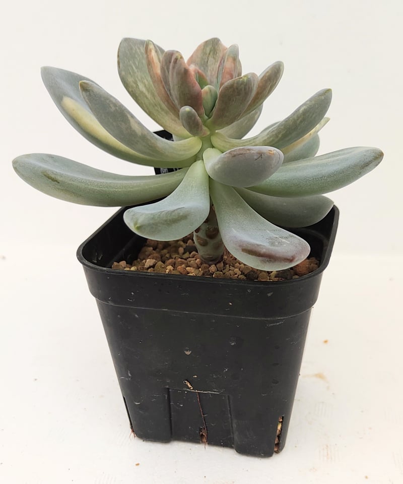 見返り美人錦 パキフィツム | toA Succulent 見返り美人錦 パキフィツム | toA Succulent