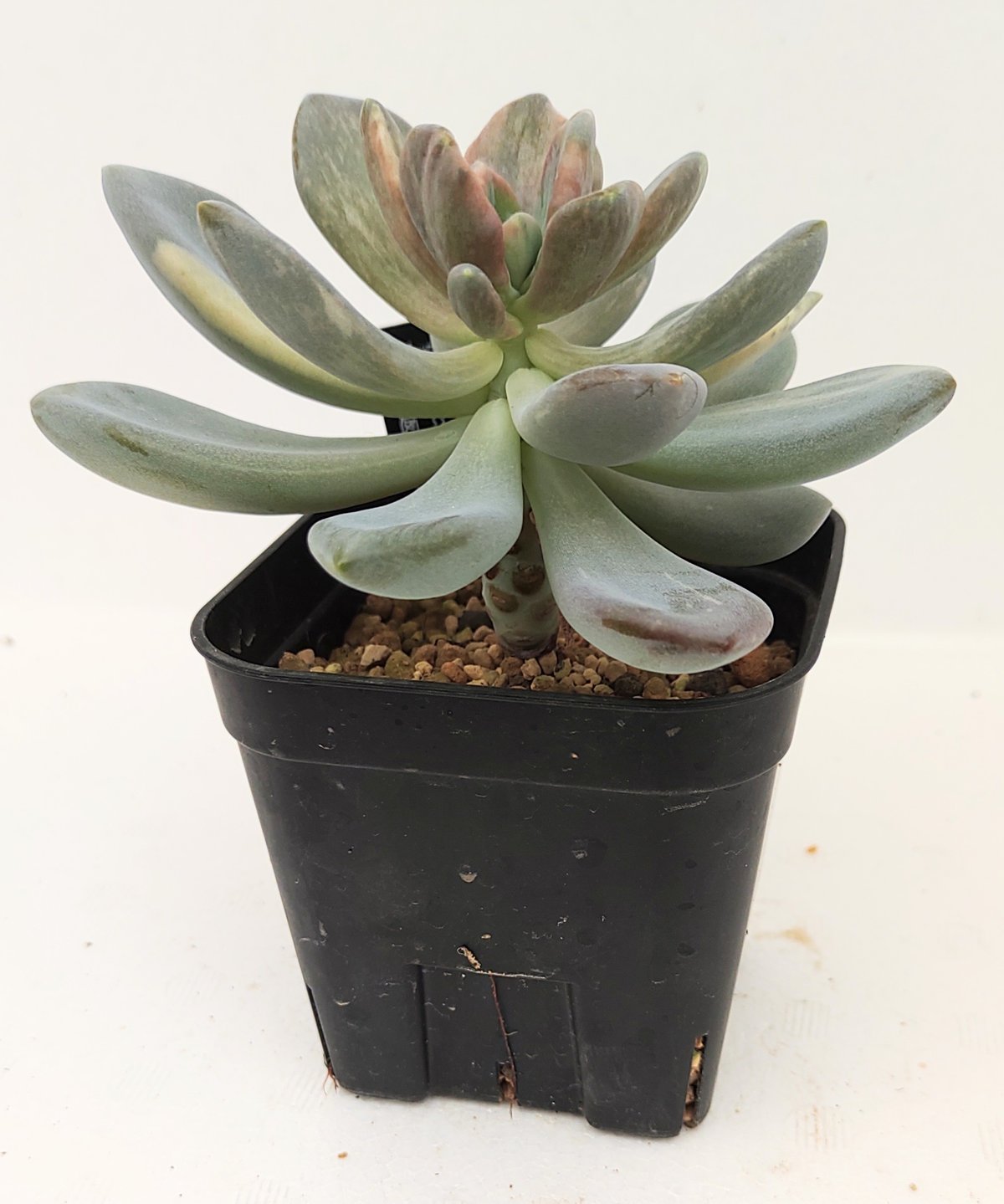 フレニュー錦色班双苗　多肉植物　パキフィツム フレニュー錦色班双苗 多肉植物 パキフィツム 【公式通販】