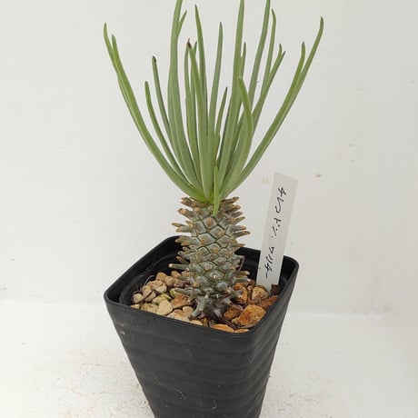 ワリチー | STORES