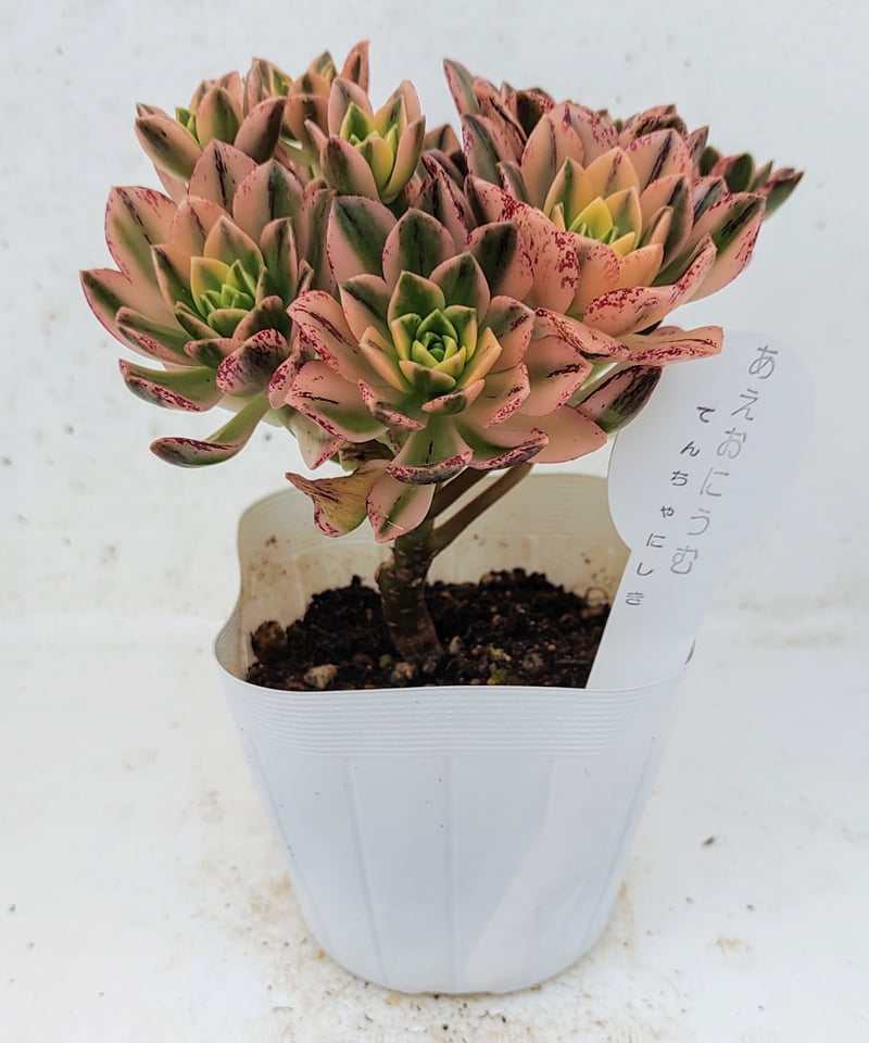 アエオニウム 甜茶錦（ブロンズメタル錦）⭐️お買い得、超特大 プーケ型