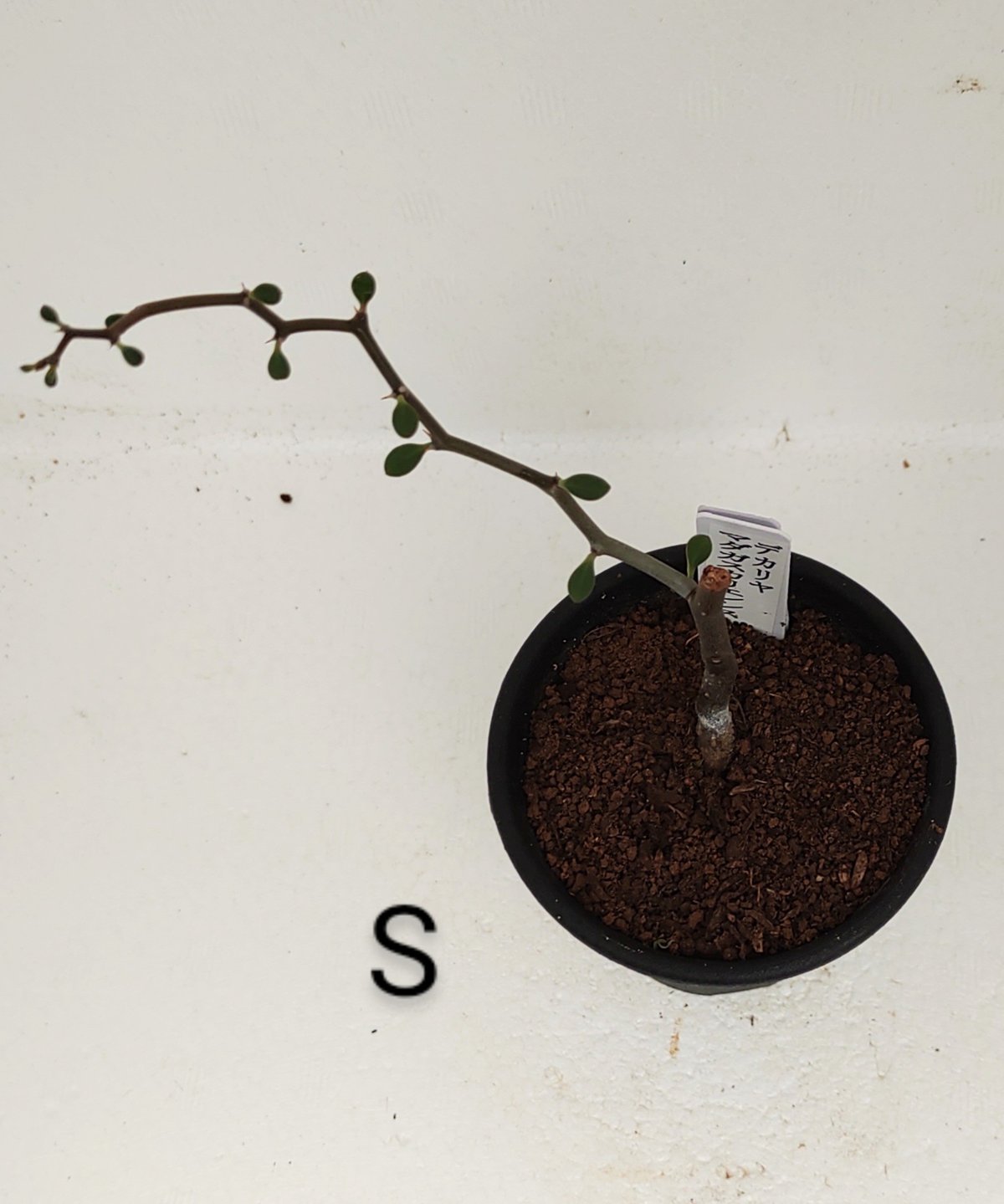 デカリア　マダガスカリエンシス　ジグザグの木 デカリア マダガスカリエンシス ジグザグの木 | GREEN LUCK