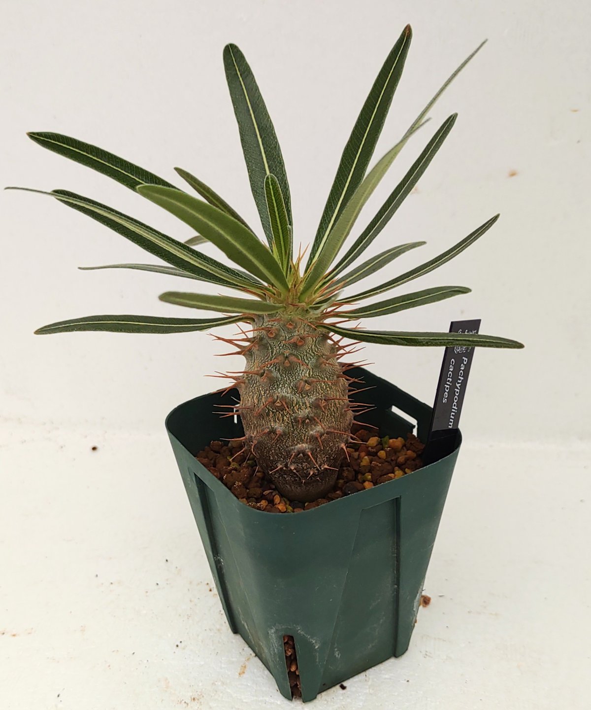 NEIGHBORHOOD　SRL　パキポディウム　カクチペス NEIGHBORHOOD SRL パキポディウム カクチペス 観葉植物