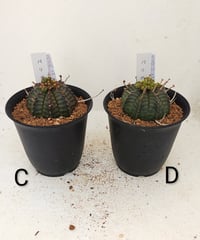 バリダ ♀　ユーフォルビア