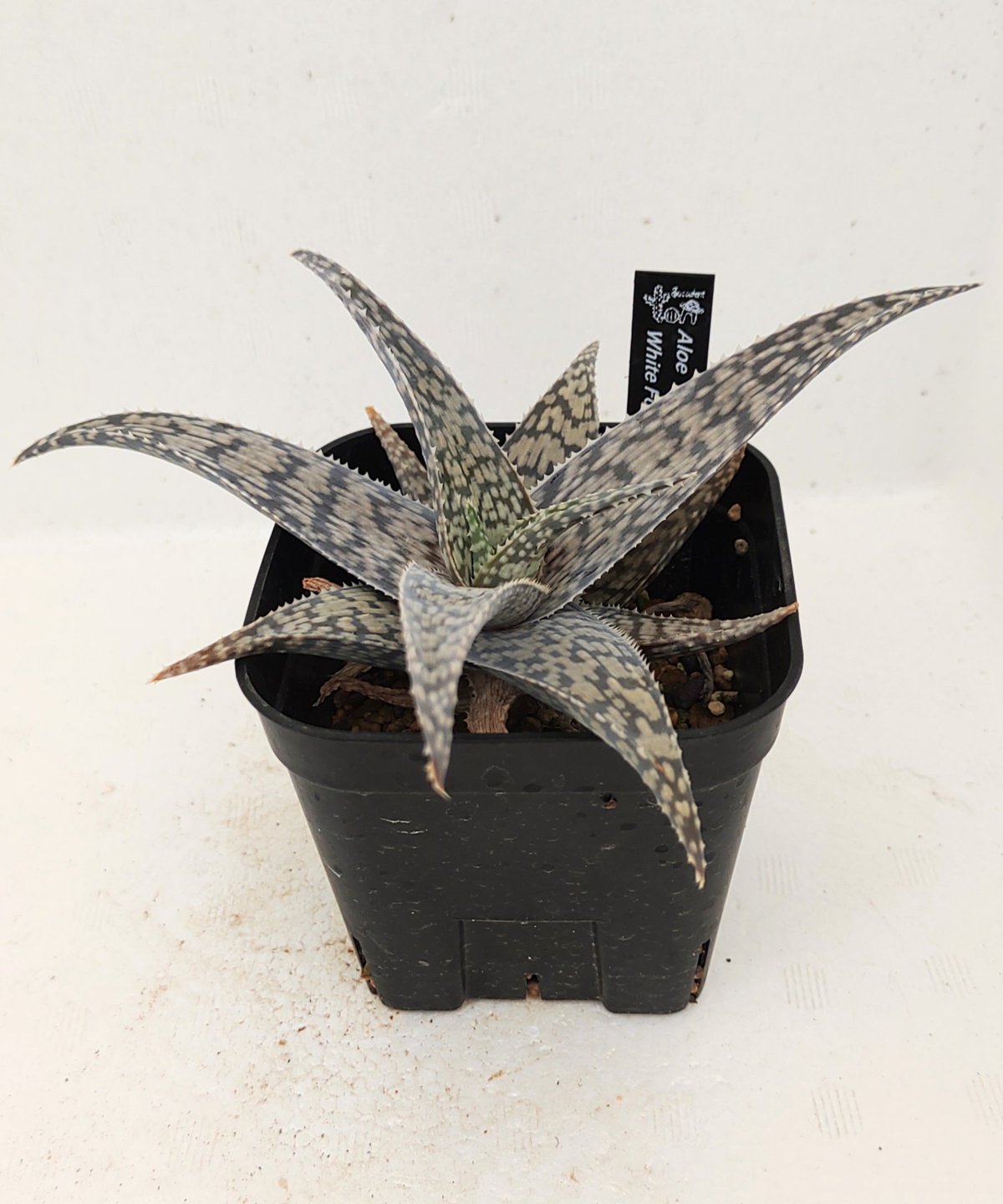 ホワイトフォックス/ラウヒー アロエ | toA Succulent