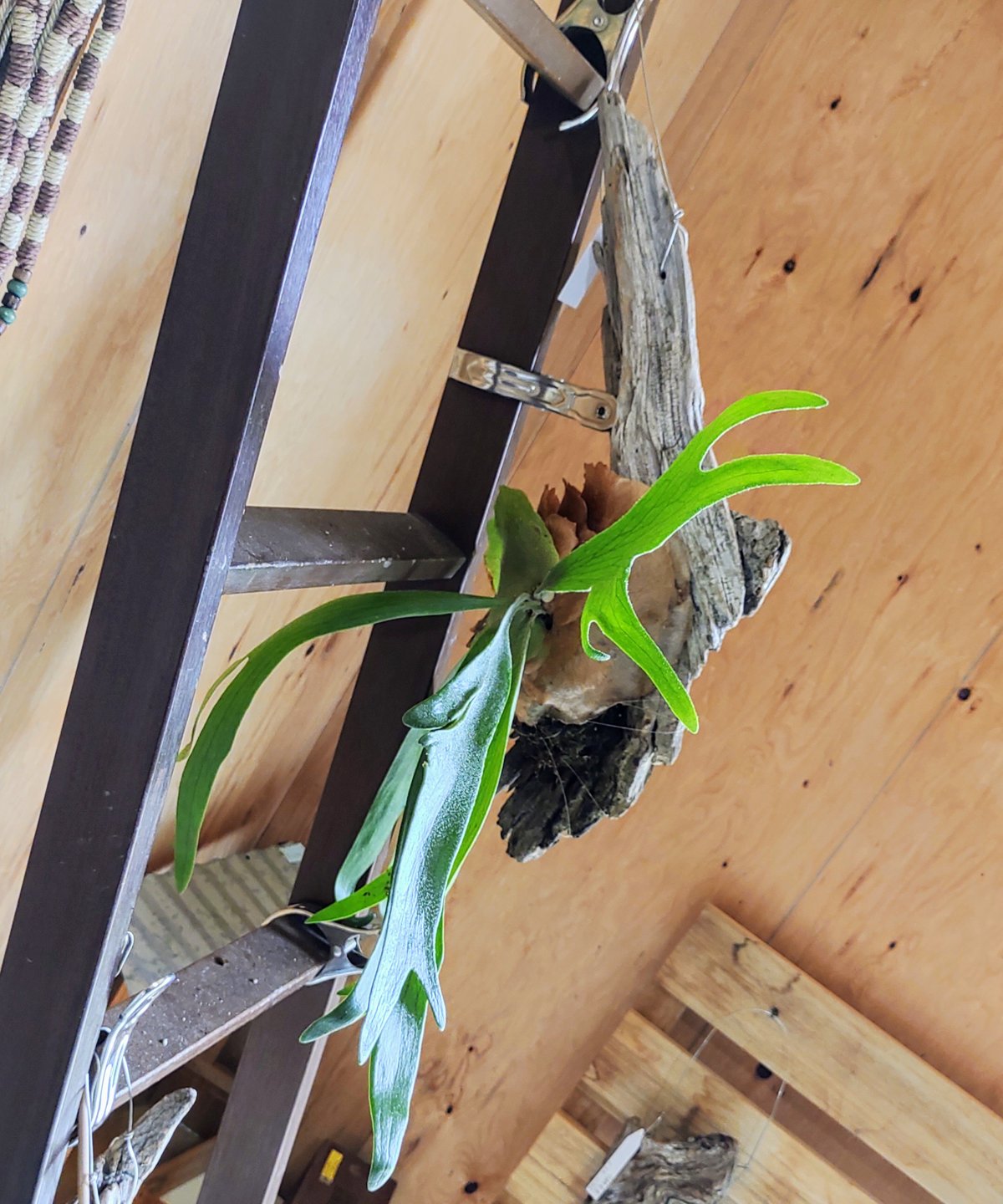 流木コウモリラン E | toA Succulent