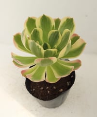 スーパーバン錦 アエオニウム | toA Succulent