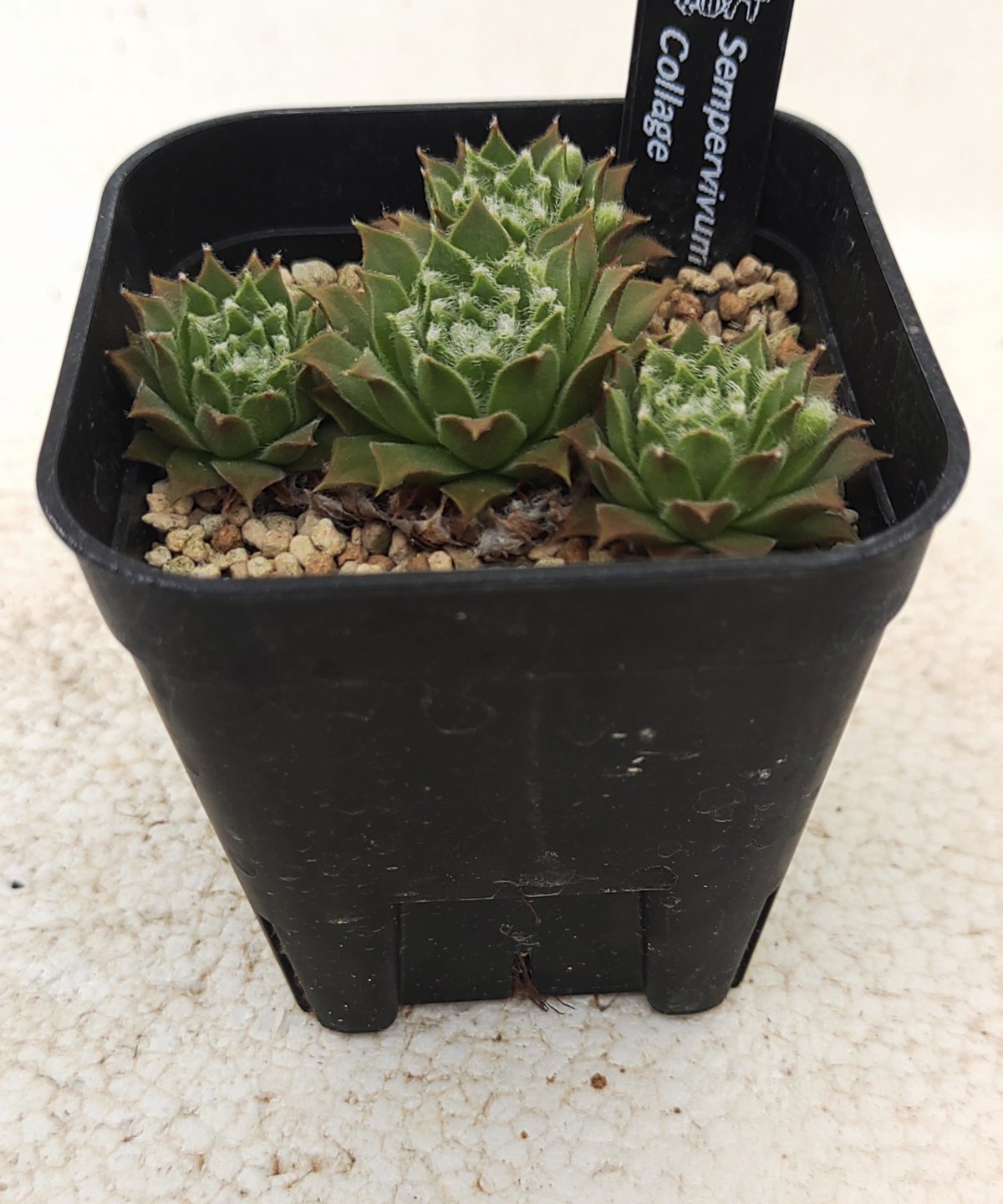 コラージュ センペルビウム | toA Succulent