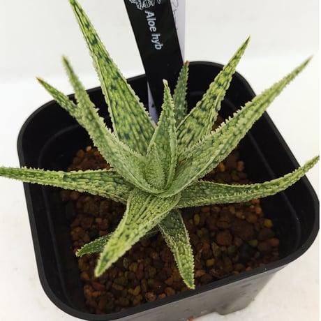 アロエハイブリッド | STORES