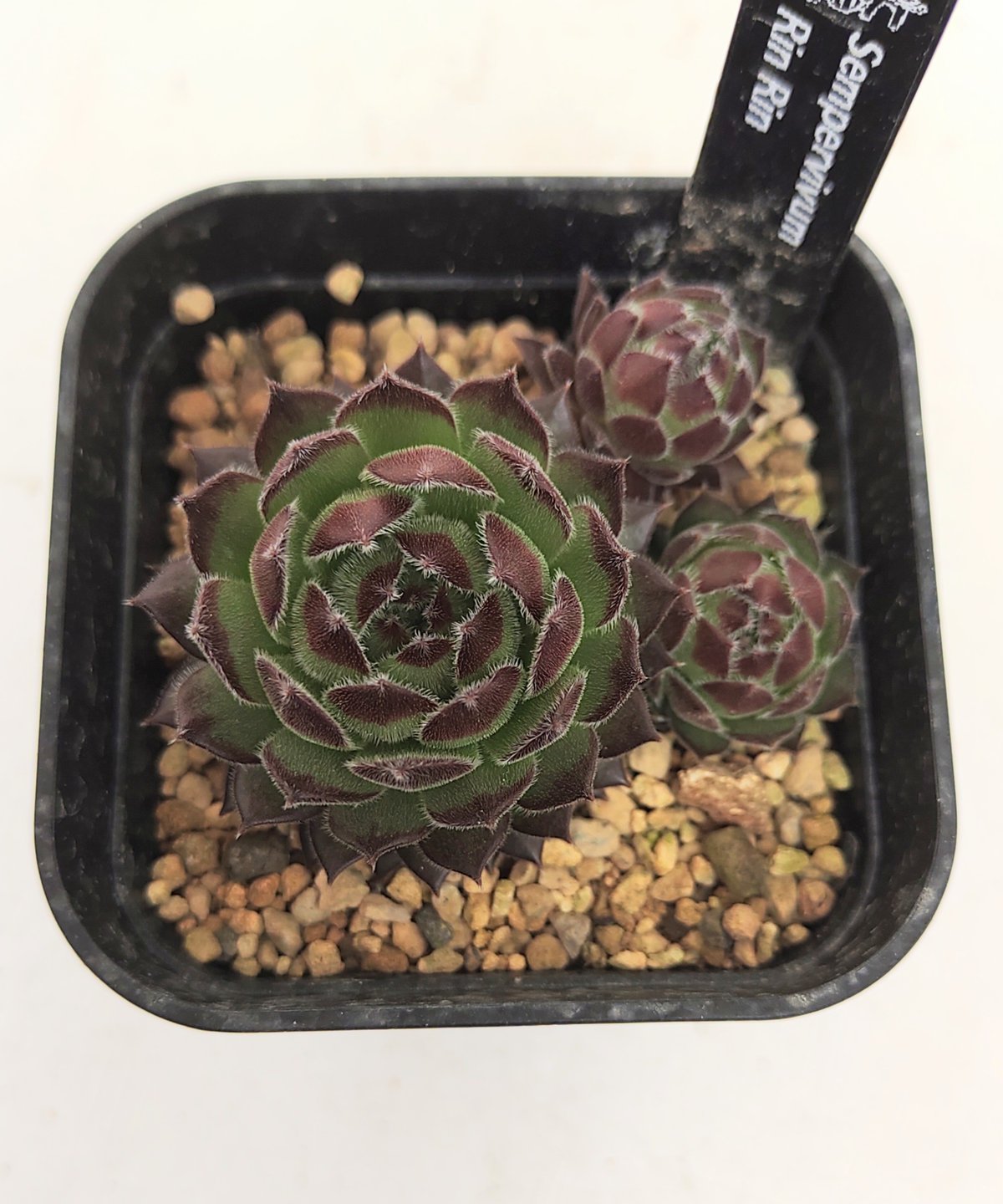 センペルビウム うりぼう センペルビブム 'ブルーボーイ' : にじはなPlants - 通販