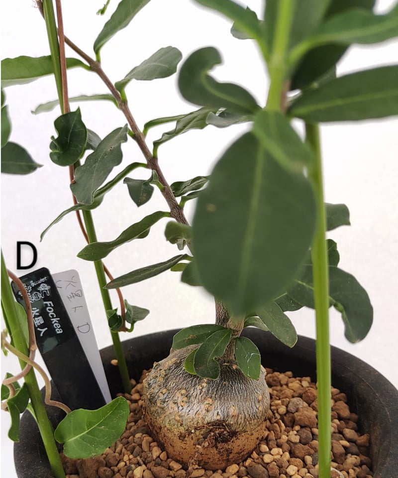 火星人 フォッケア | toA Succulent