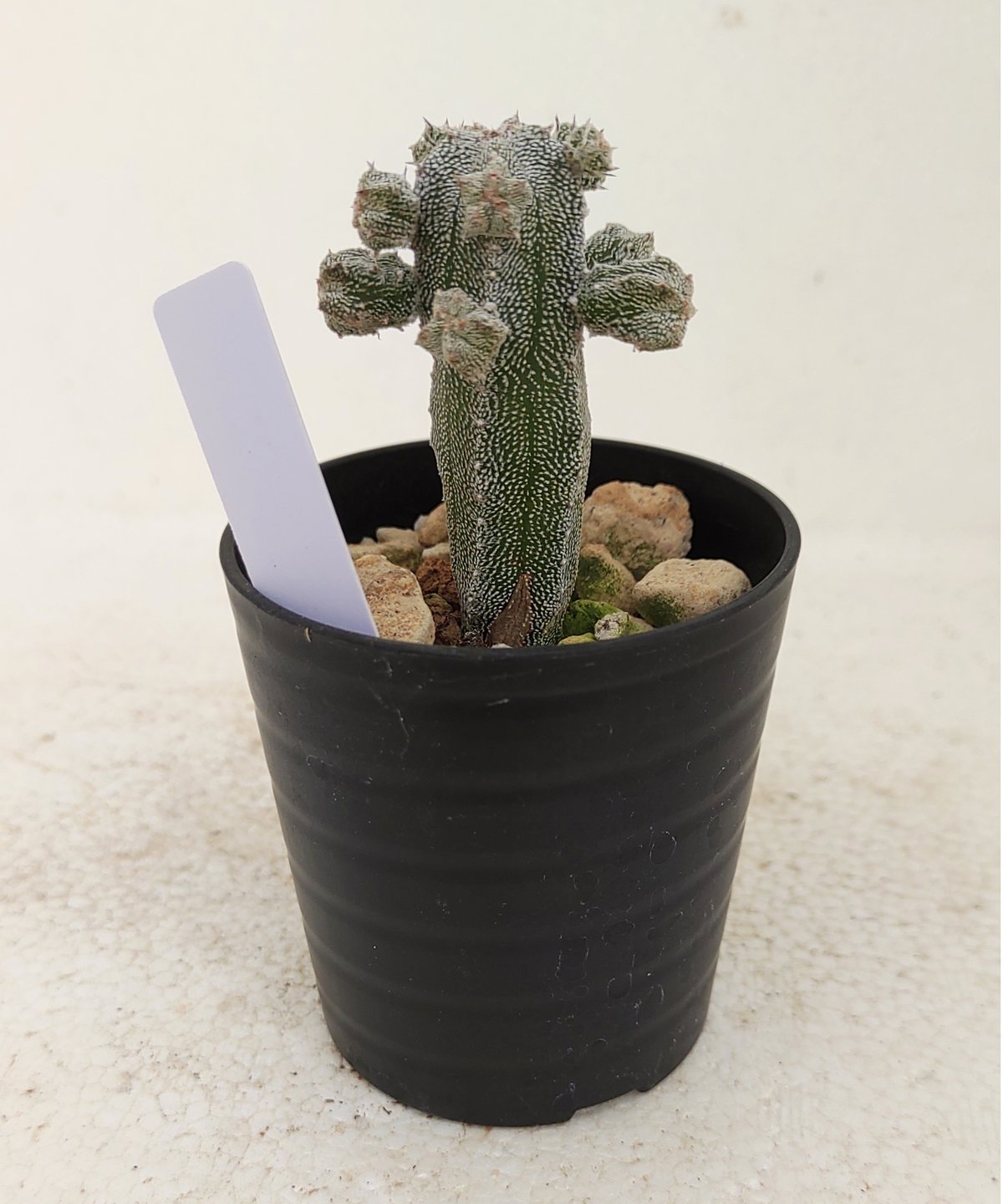 子吹きランポー玉 アストロフィツム | toA Succulent