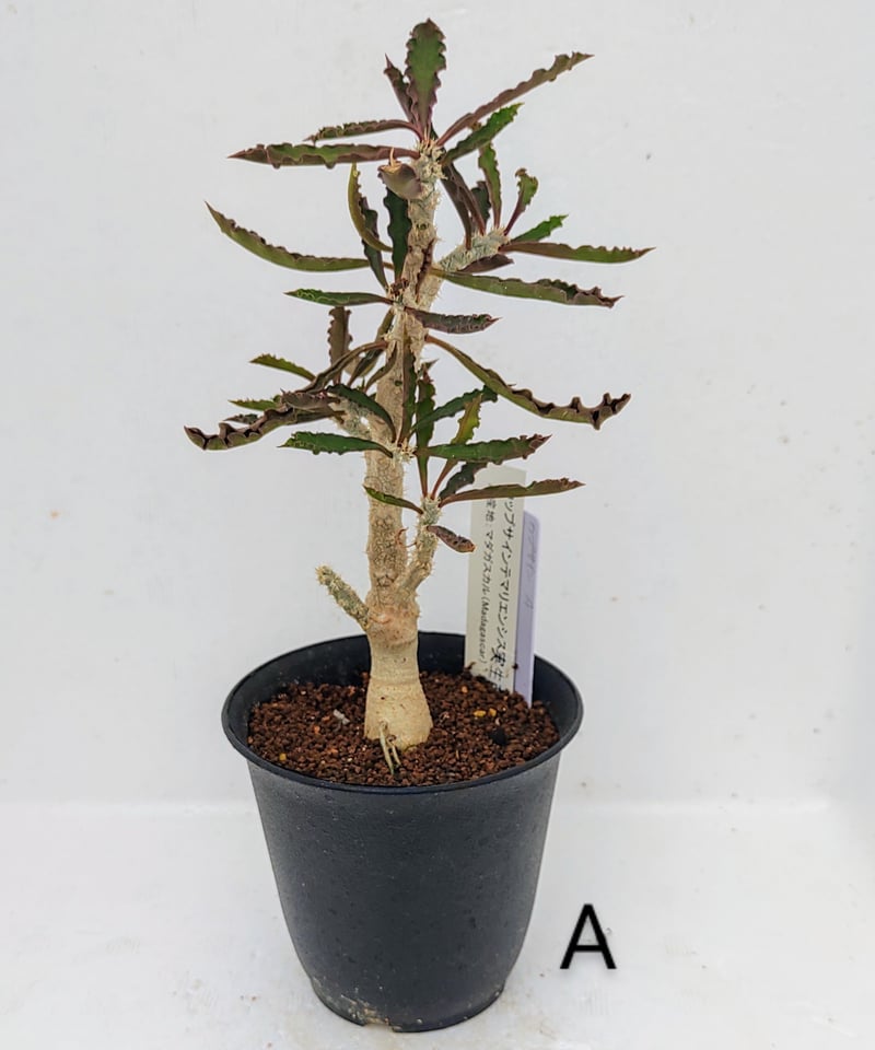 カプサインテマリエンシス ユーフォルビア | toA Succulent カプサインテマリエンシス ユーフォルビア | toA Succulent
