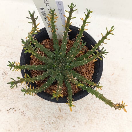 ユーフォルビア | STORES