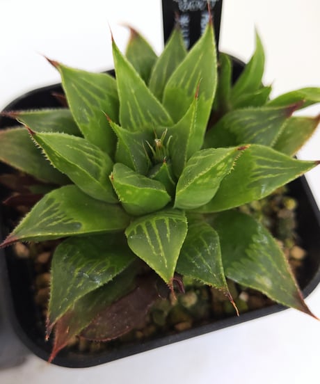 CATEGORY ハオルチア | toA Succulent CATEGORY ハオルチア | toA Succulent