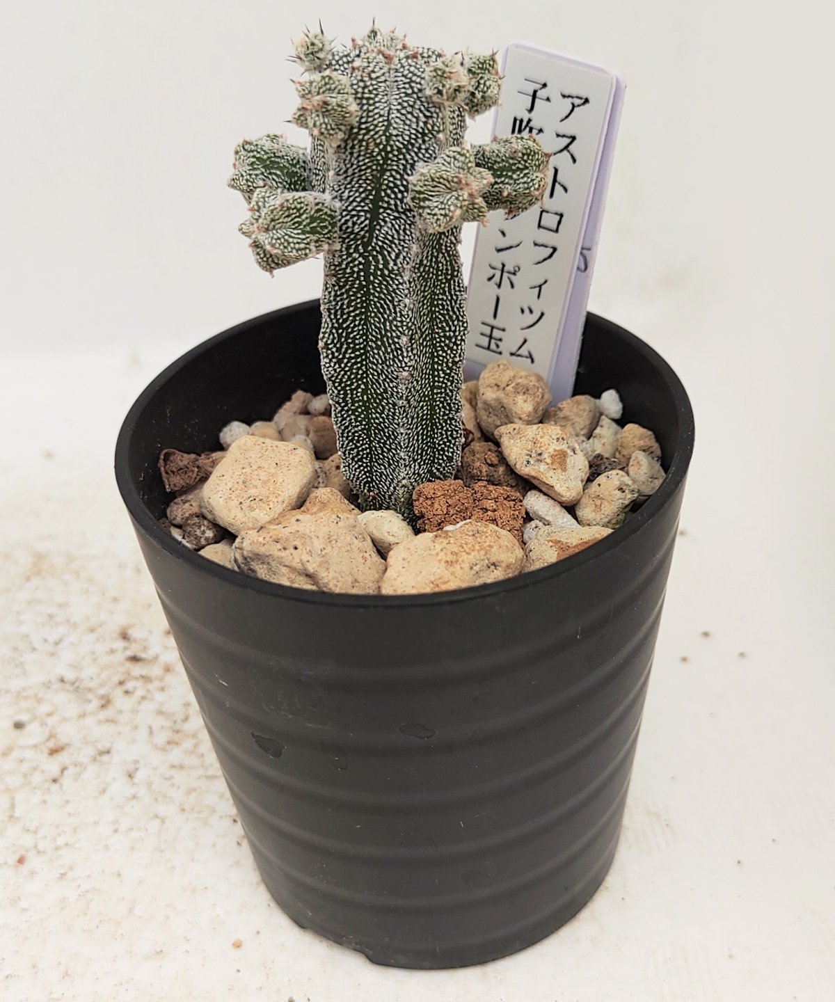 多肉 ランポー 楽天市場】caアストロフィツム 四角ランポー玉 サボテン 7.5cmポット