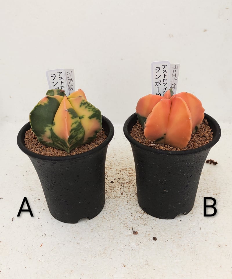 ランポー錦 サボテン | toA Succulent