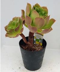 白鳳錦 アエオニウム | toA Succulent