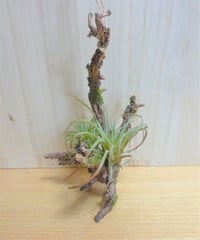 イミテーションエアプランツL　造花