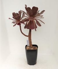 スーパーバン錦 アエオニウム | toA Succulent
