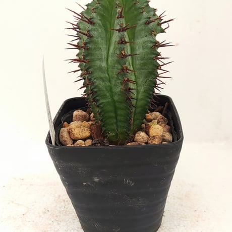 ☆激白☆関上ホリダ ホリダ 幅6cm ゼブラホリダ オベサ ☆激白☆
