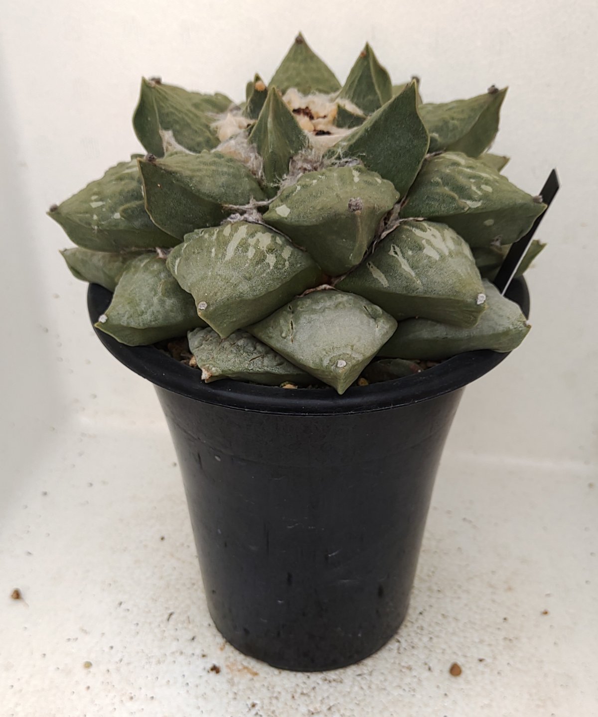たんぽぽさわさわ様 ロイヤル玉牡丹しわ サボテン | toA Succulent